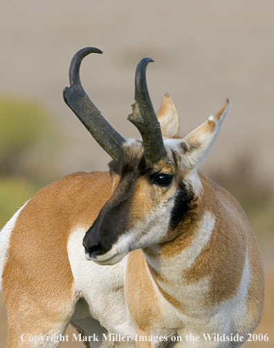 Pronghorn Antelope in habitat