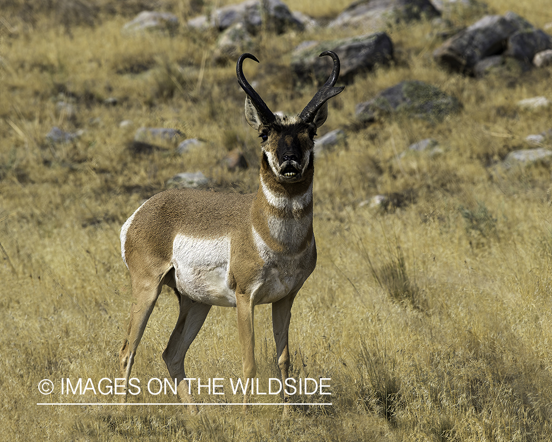 Pronghorn buck in field.