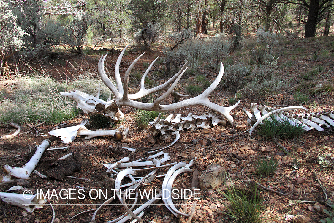 Bull elk skeleton.