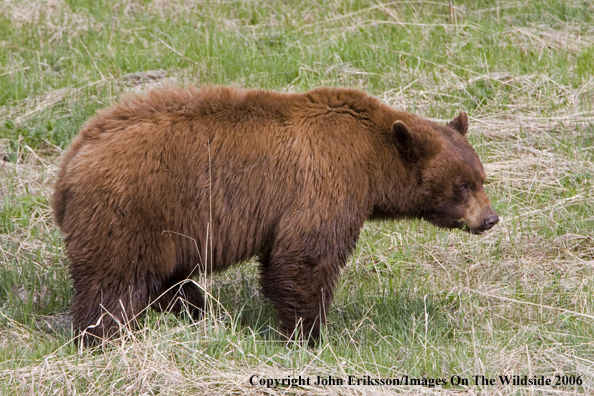 Black bear in habitat.