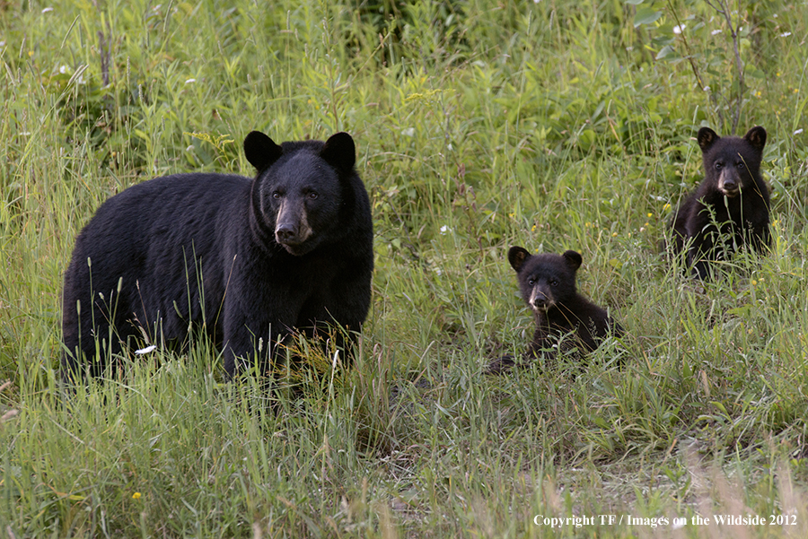 Black bear in field with cubs.
