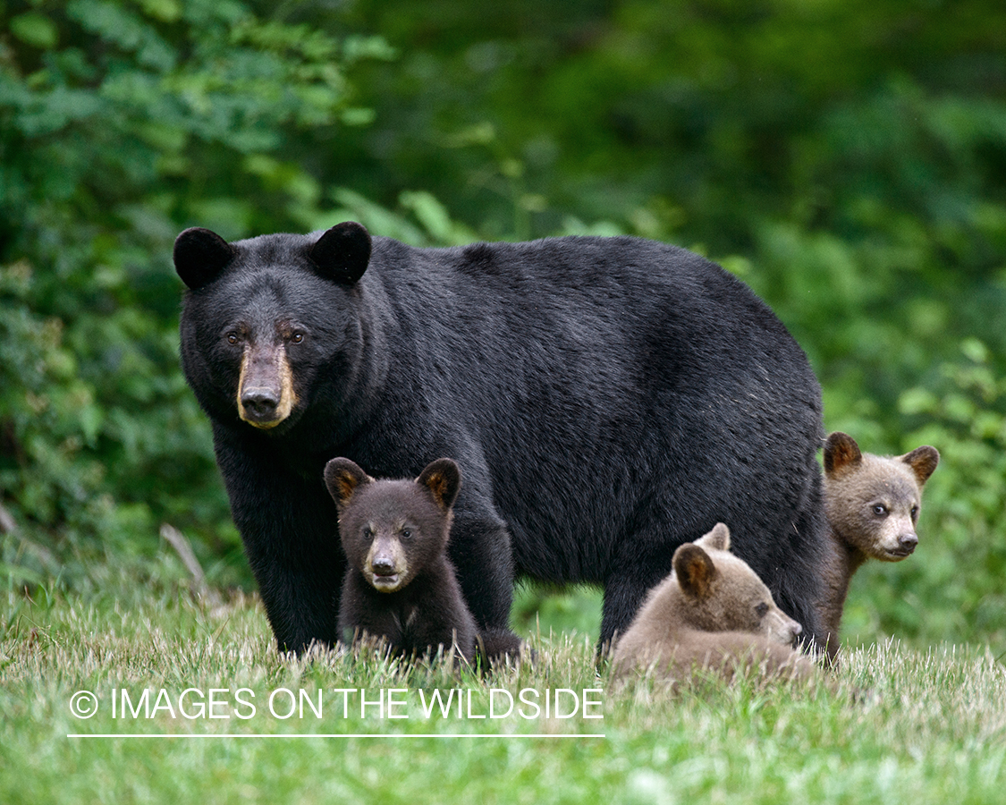 Black Bear sow with cubs in habitat.