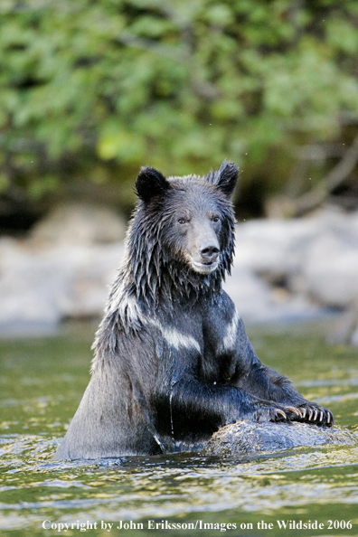 Brown bear in river.