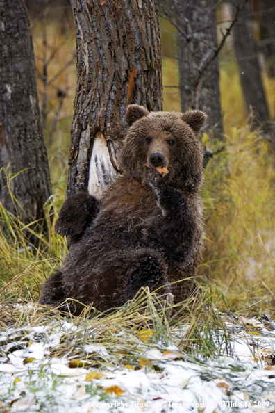 Grizzly bear in habitat