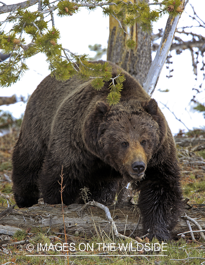 Grizzly Bear in habitat.