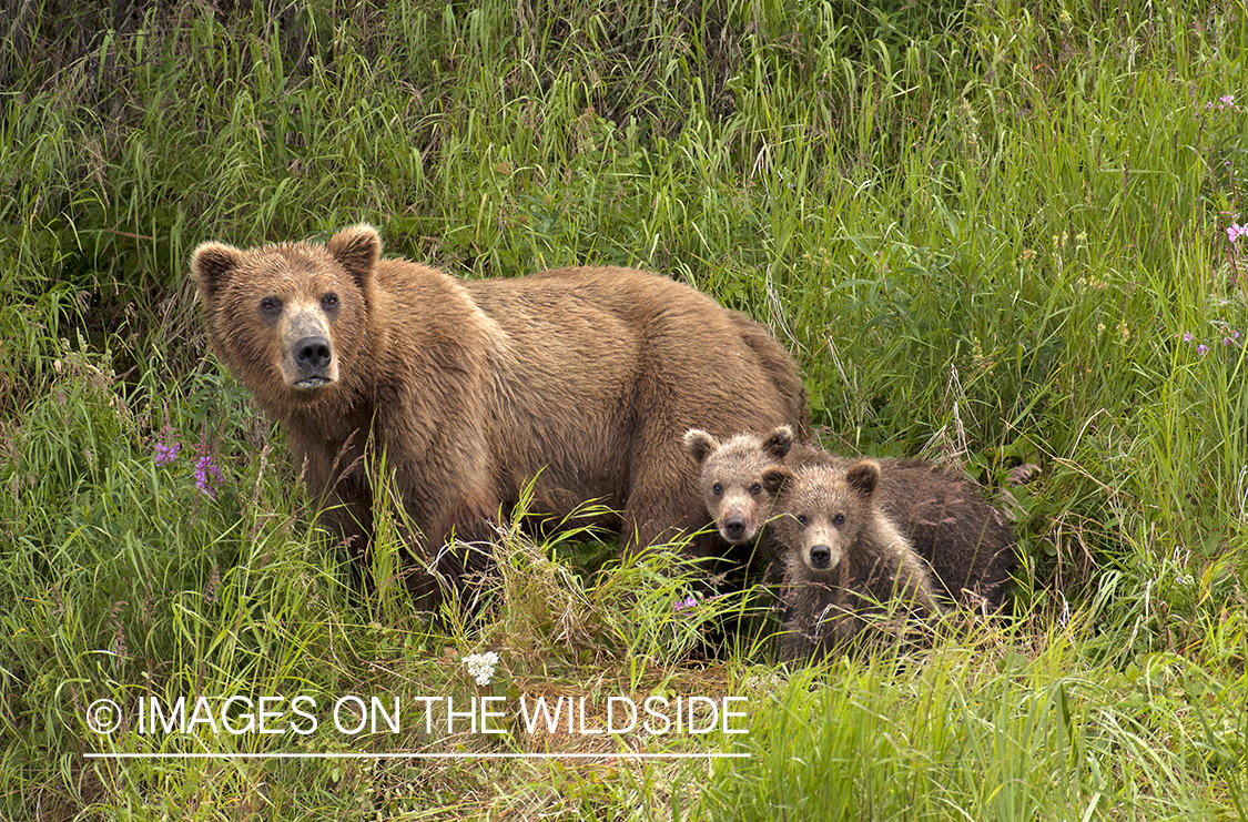 Grizzly bear with cubs.