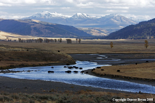 Bison crossing the Lamar River in Yellowstone National Park