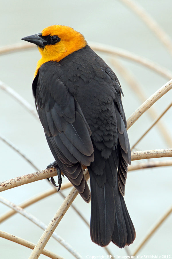 Yellowheaded Blackbird