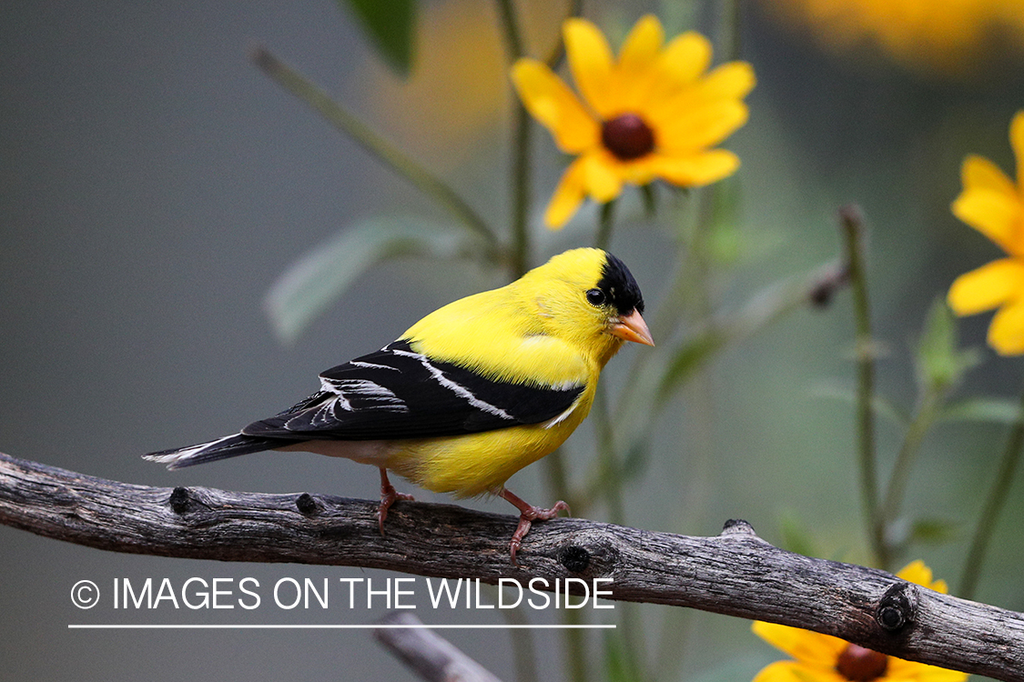 American Gold Finch on branch.