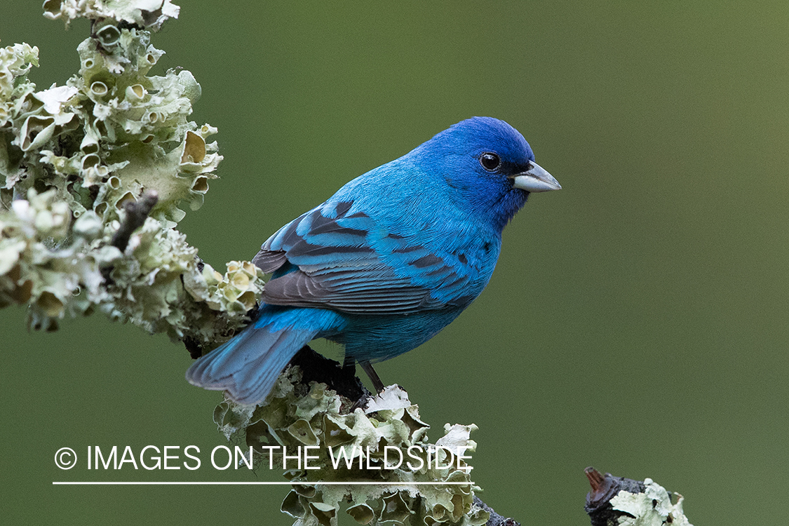 Indigo Bunting on branch.