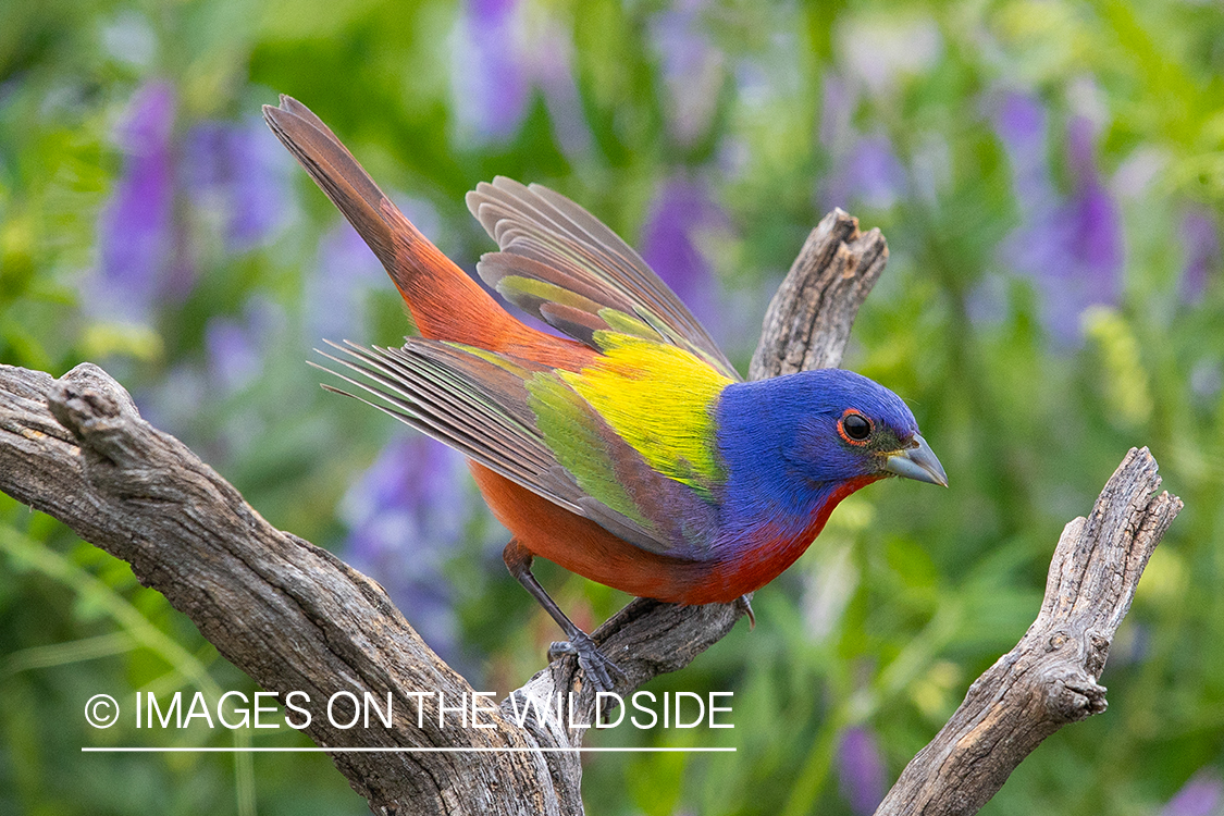 Painted bunting in habitat.