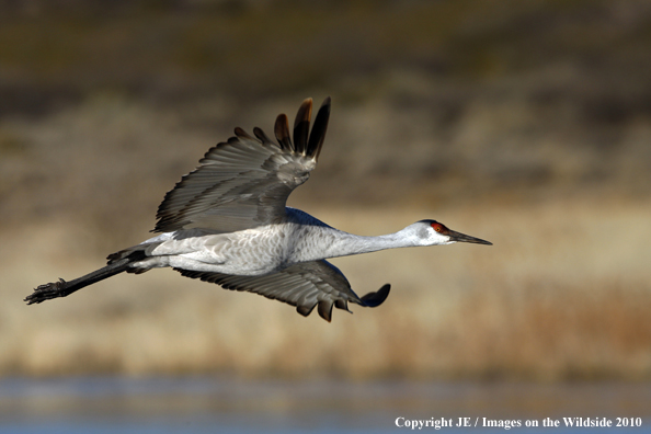 Sandhill crane in flight.