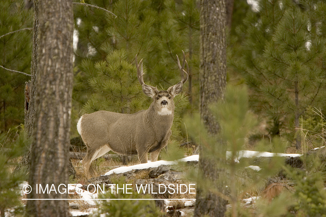 Mule deer buck in habitat.