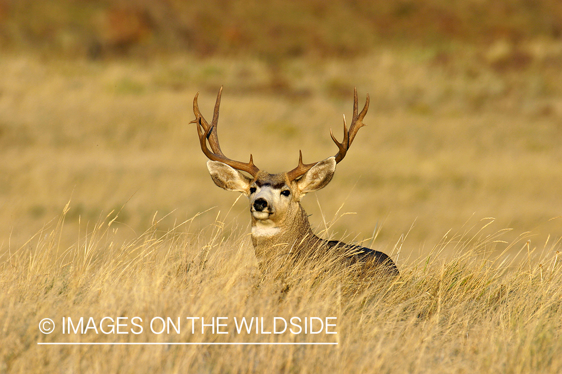 Mule deer buck in habitat. 