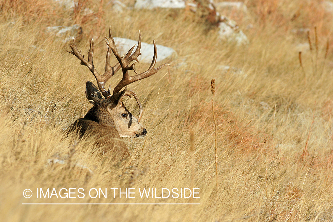 Mule deer buck in habitat. 