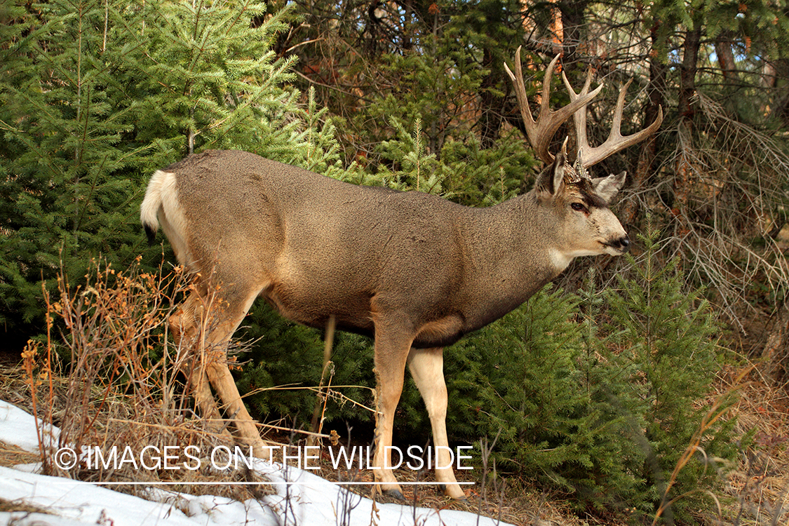 Mule deer buck in habitat. 