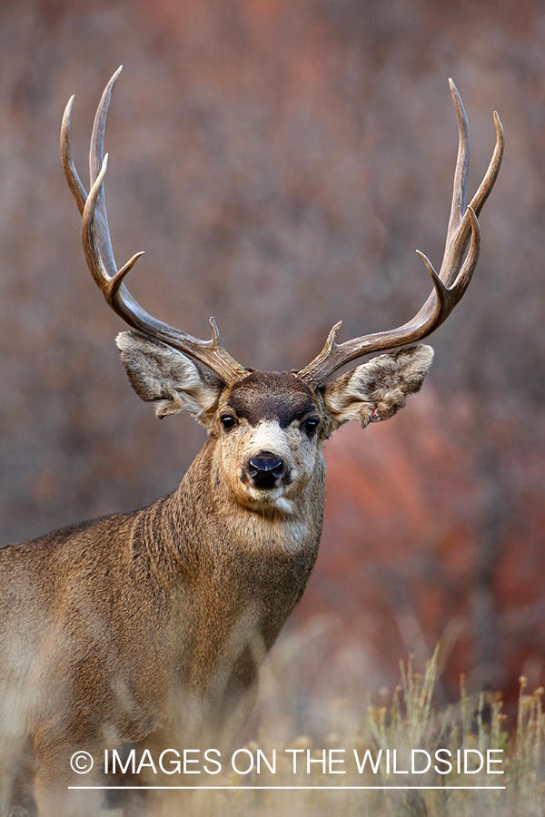 Mule deer buck in habitat.