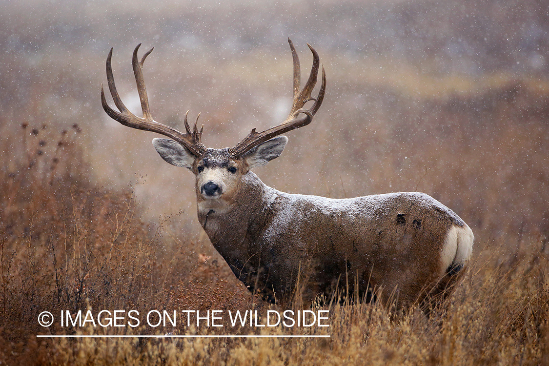 Mule deer buck in habitat. 