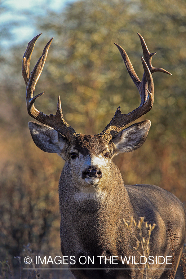 White-tailed buck in field in late fall.