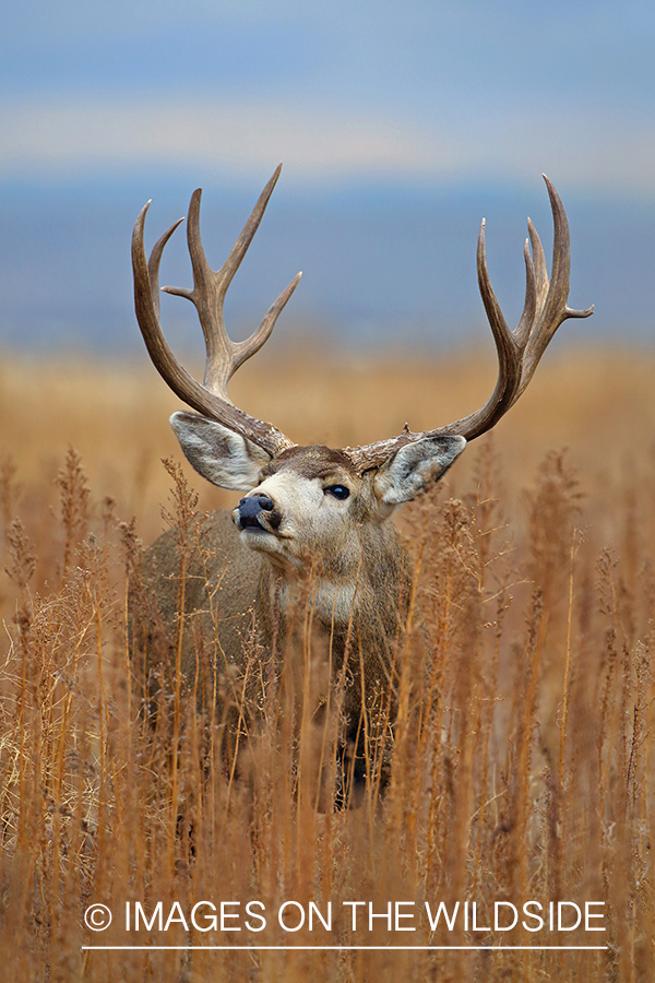 Mule deer buck in rut doing lip curl.