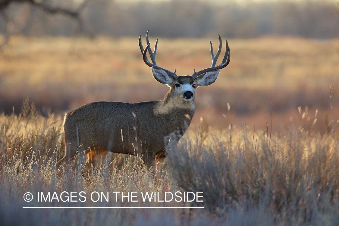 Mule deer buck in field.