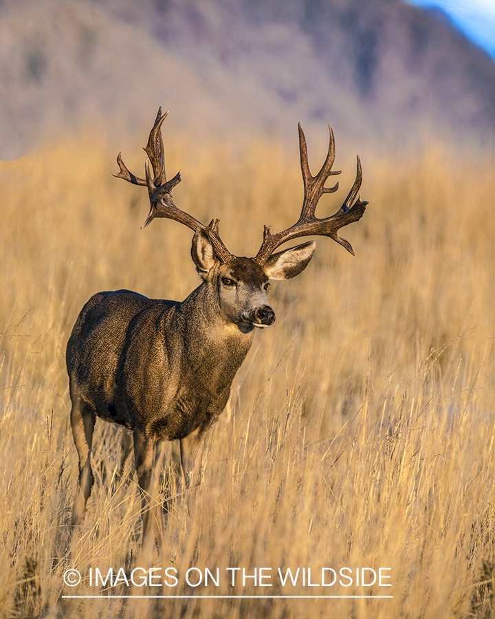 Mule deer buck in habitat.