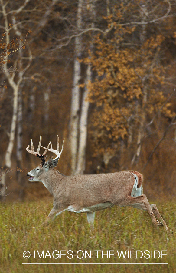 Whitetailed deer in habitat.