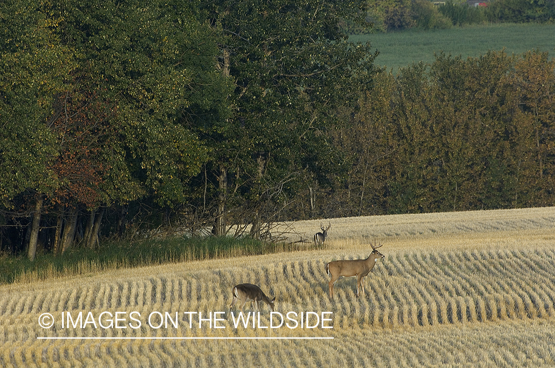 Whitetail Deer in Field