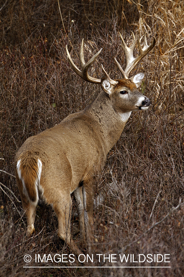 Whitetail Buck