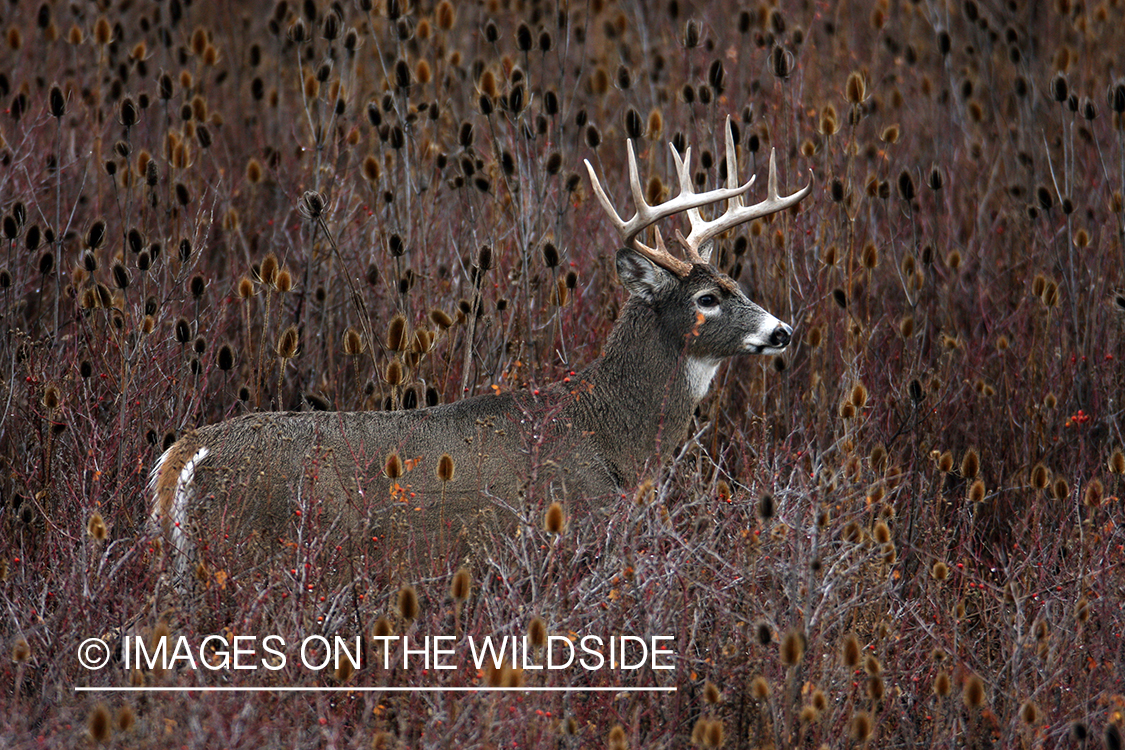 Whitetail Buck in Field