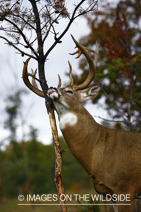 Whitetail buck in habitat