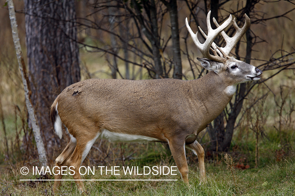 Whitetail buck in habitat