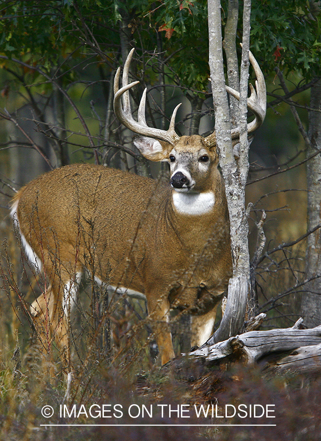 Whitetail buck in habitat