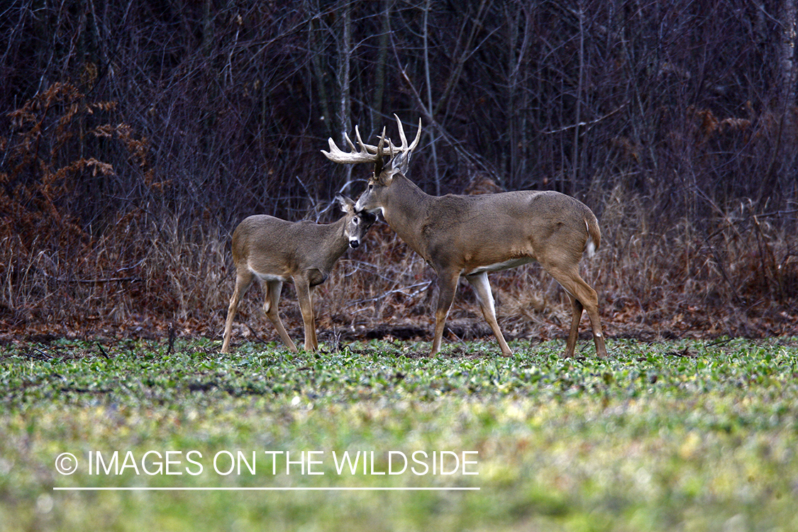 Whitetail bucks in green food plot.