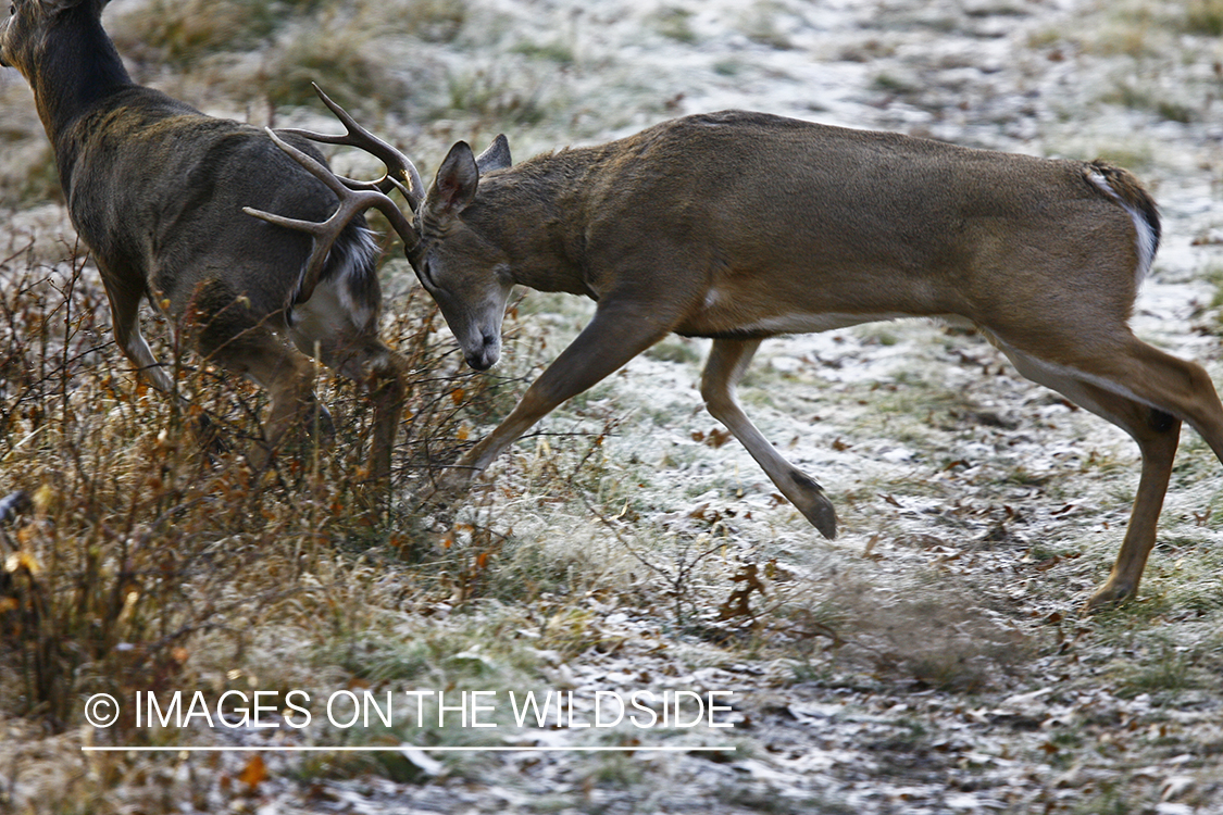 Whitetail bucks fighting.