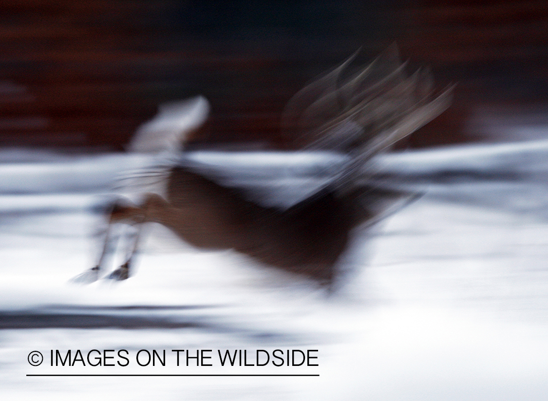 White-tailed buck in habitat.