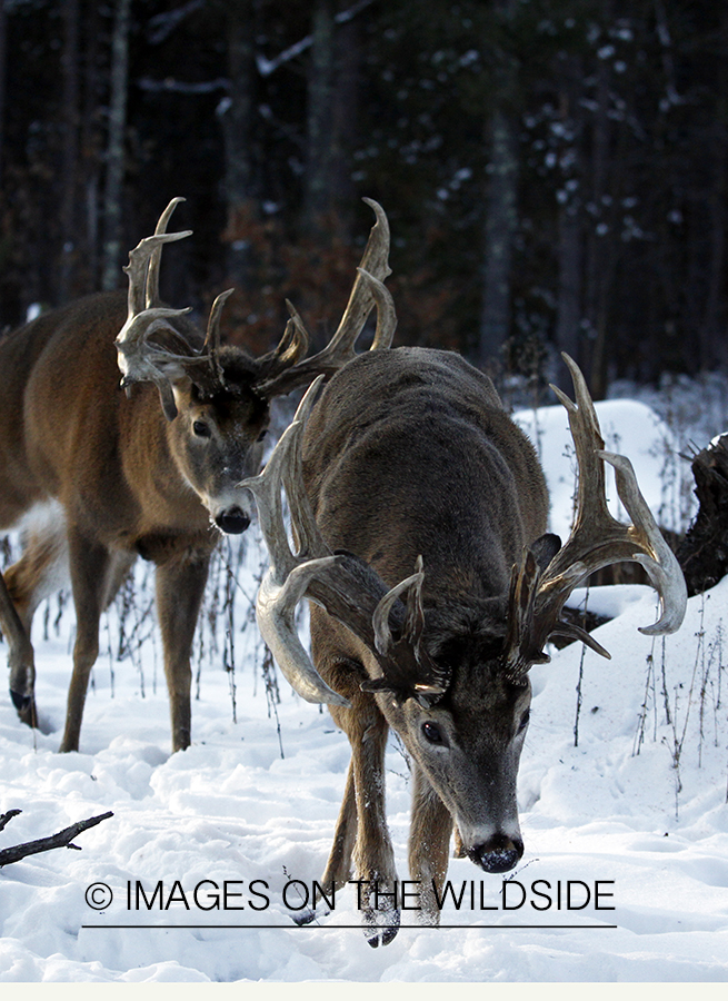 Whitetail in habitat