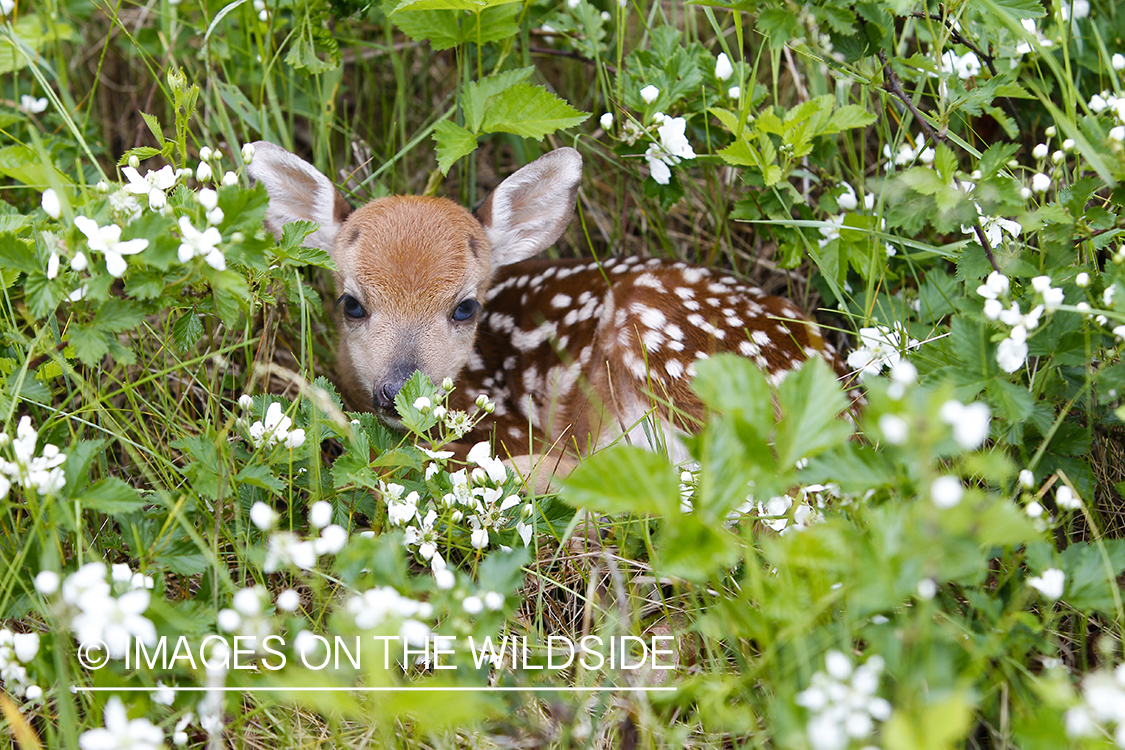 White-tailed Deer Fawns