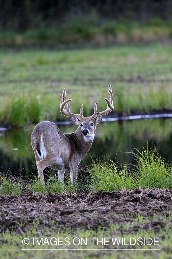 White-tailed buck in habitat