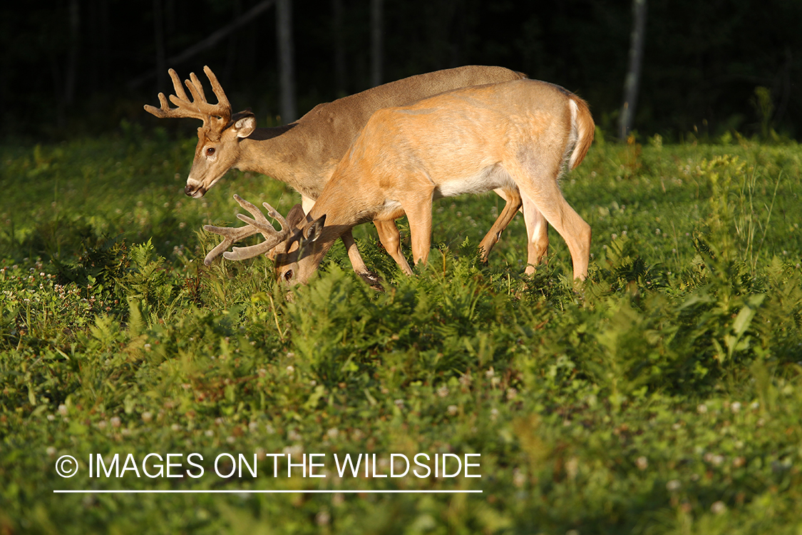 White-tailed bucks in velvet 