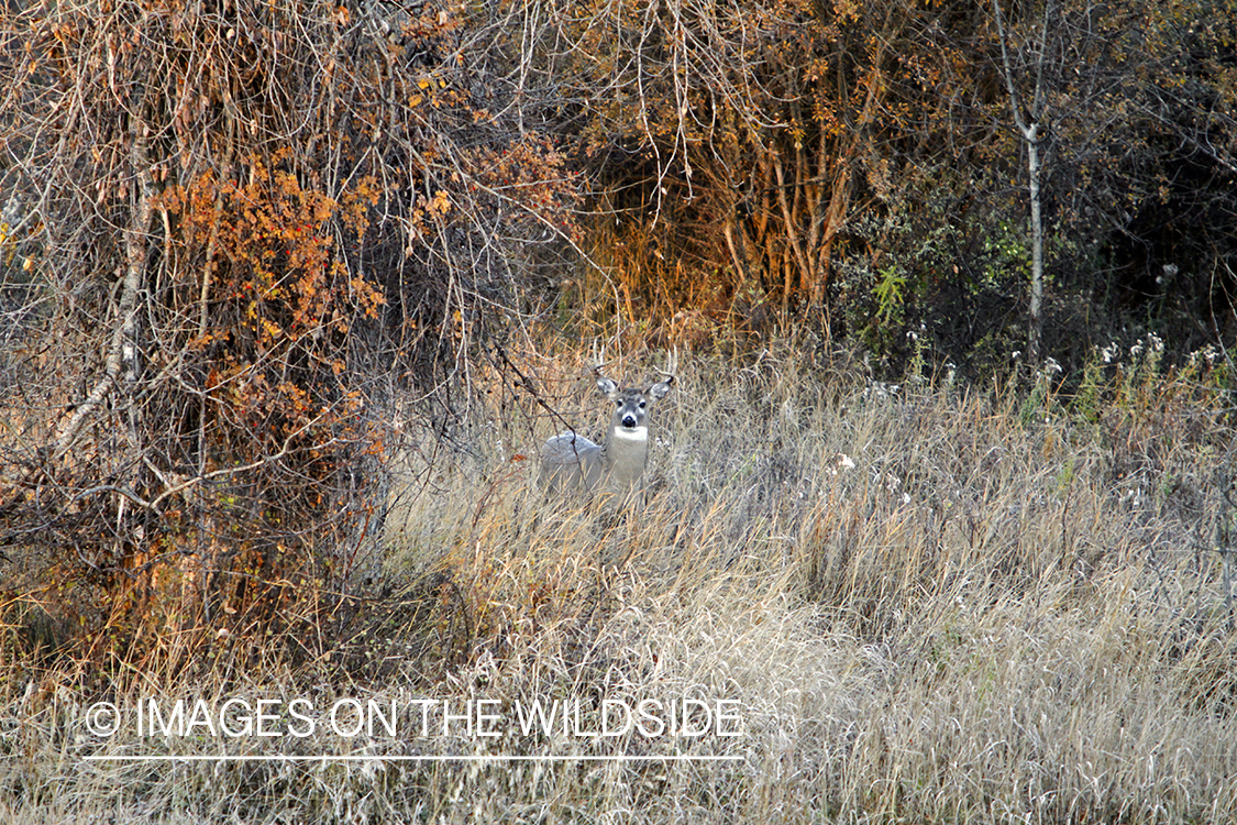 White-tailed buck in habitat. 