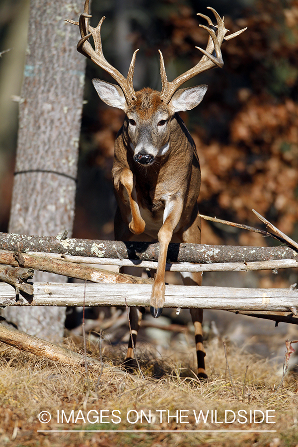 White-tailed buck in habitat. 