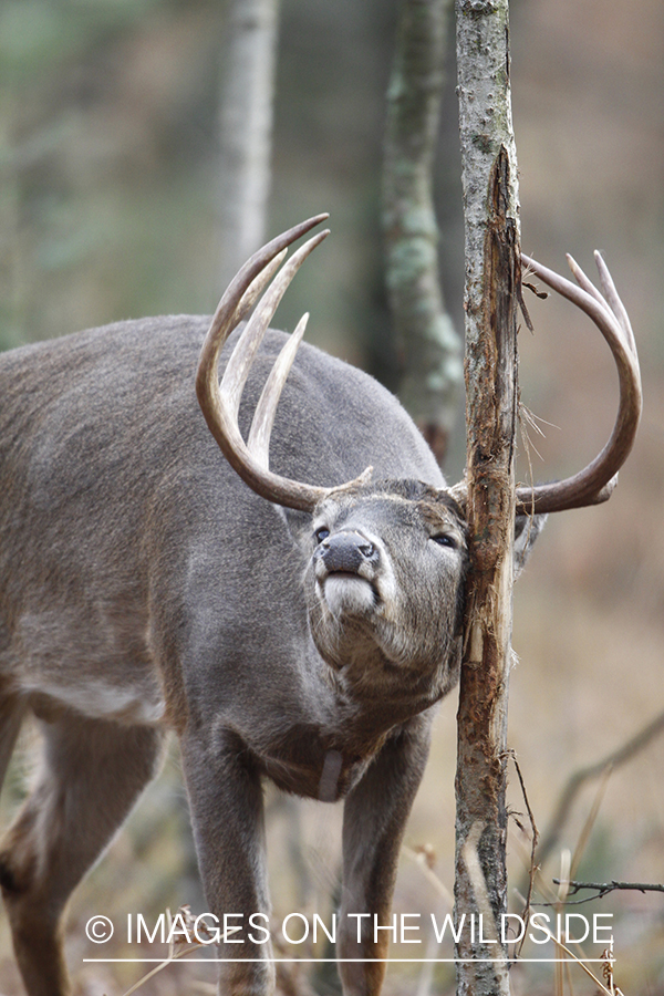 White-tailed buck rubbing tree. 