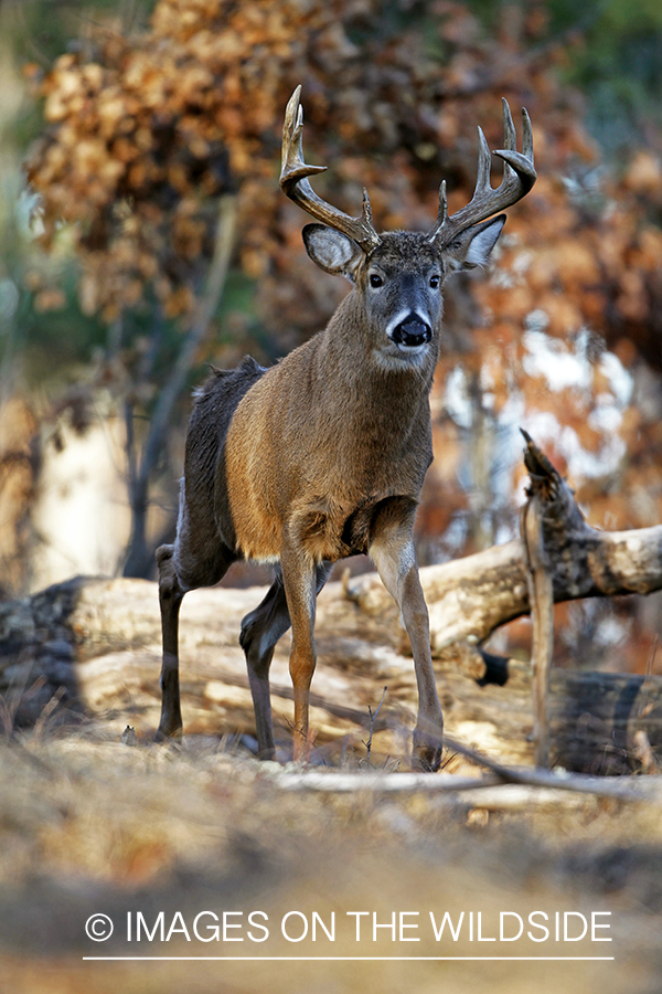 White-tailed buck in habitat. *