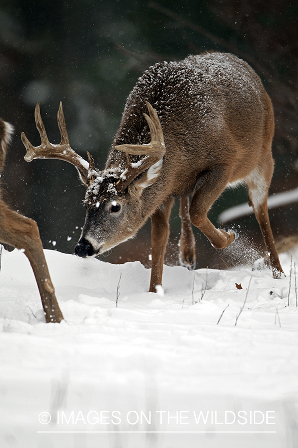 White-tailed buck on the tail of a doe in their habitat. *