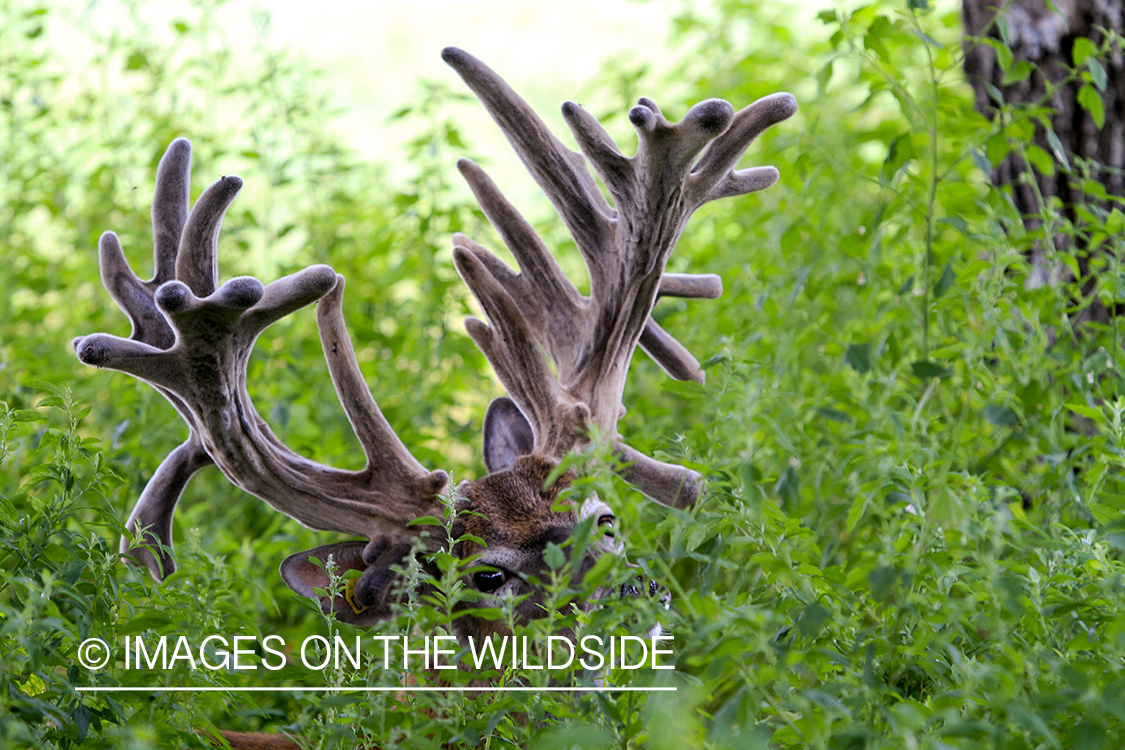 White-tailed deer in velvet in habitat. 