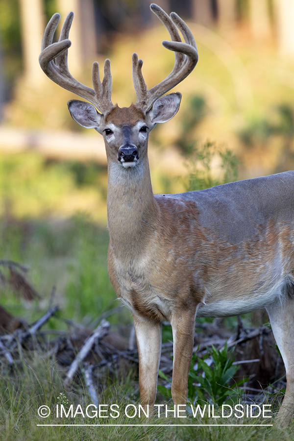 White-tailed buck in velvet.  