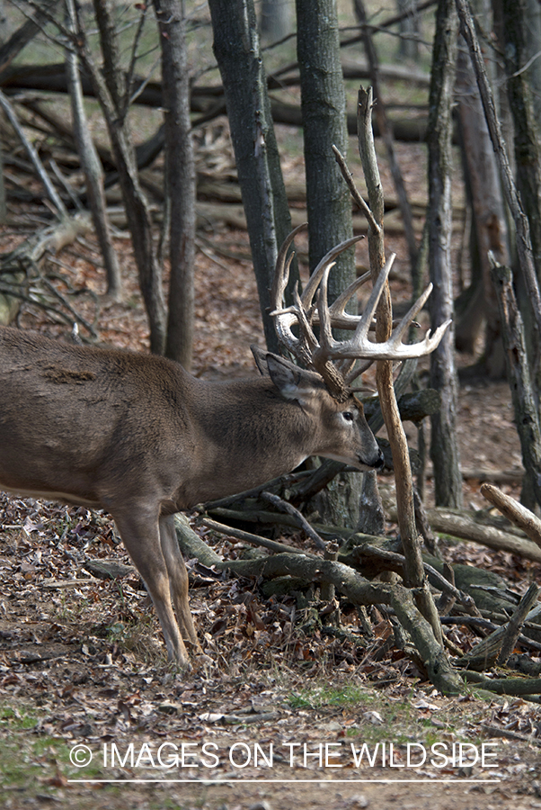 White-tailed buck in habitat. 