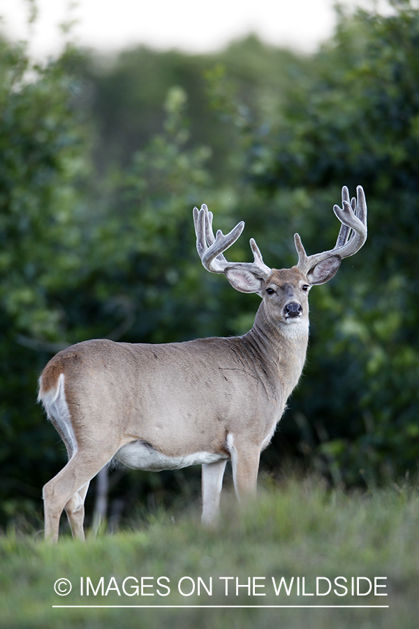 White-tailed buck in velvet.  