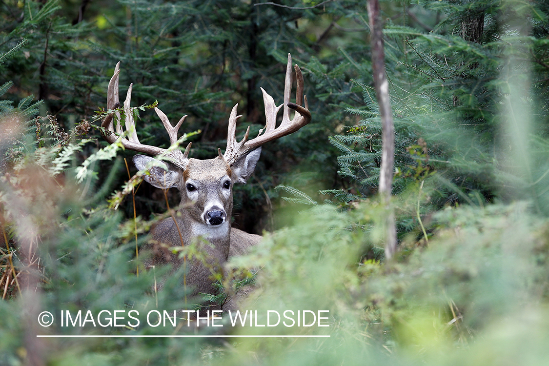 White-tailed buck in habitat.  